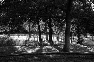 Trees in Texas landscape yard in black and white.