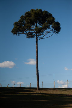 Pinheiro Brasileiro Em Frente Ao Céu Azul