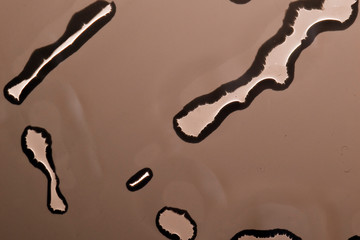 Water drops that look like organisms under a microscope