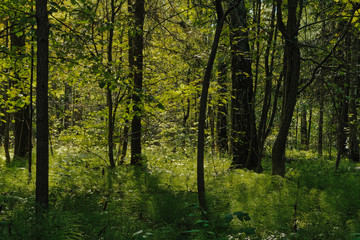 in the summer forest and sunlight breaks through the crowns of trees