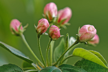 delicate flowers of a blossoming apple tree