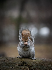 Gray squirrel sitting on a tree trunk eats a nut