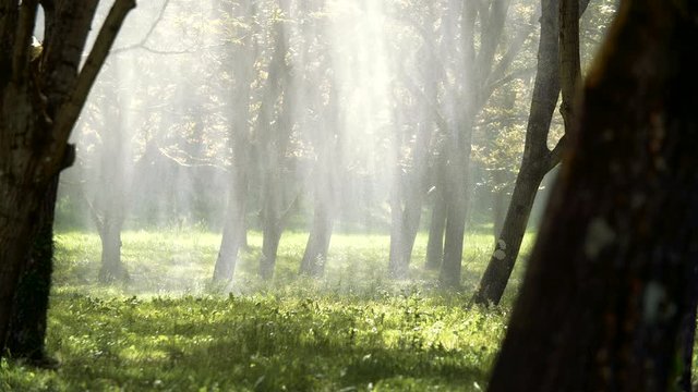 Un tracteur pratique l'&eacute;pandage de pesticides mat&eacute;rialisant la lumiere diffus&eacute; a travers les branche de noyer en dans la r&eacute;gion  rh&ocirc;ne-alpes.