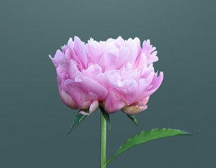 pink peony flower on green background