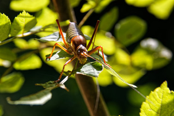 bug on leaf