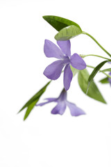 Blue flower with green leaf on a white background