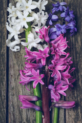 Fresh hyacinths on a wooden surface. Art composition.