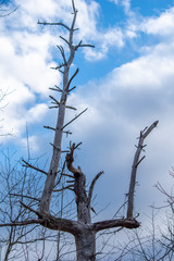Dead tree silhouetted against cloudscape