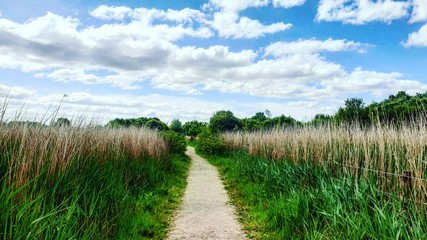 landscape with a river
