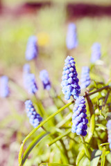 Beautiful Muscari Flowers close up