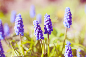 Beautiful Muscari Flowers close up
