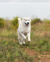 A happy young grey and white Siberian husky male dog with brown eyes. He is jumping and running at river coast. There is a lot of greenery, yellow flowers around him. The sky is grey.