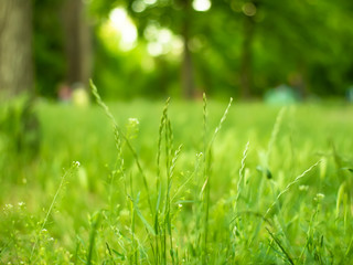 Green grass in the park with blurry background