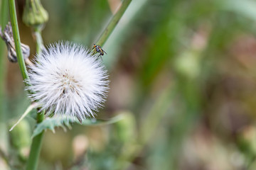 isolated dandelion with a green background