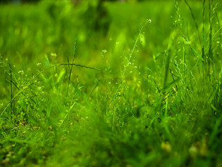 Green grass in the park with blurry background