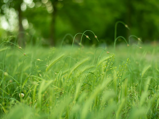 Green grass in the park with blurry background