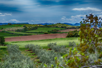 Fototapeta na wymiar rural landscape of green fields and olive trees in spring