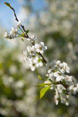 Blooming cherry in the spring. White flowers in the backlight.