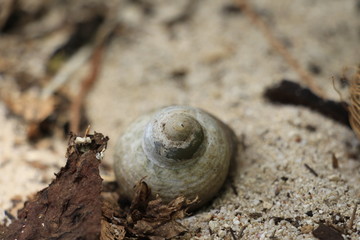 Muscheln