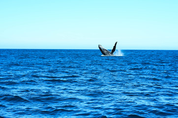 Naklejka premium Humpback whale in Brazil