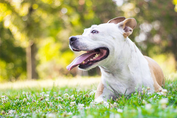 Portrait of a happy dog in the city park. Happy dog lying down at the grass