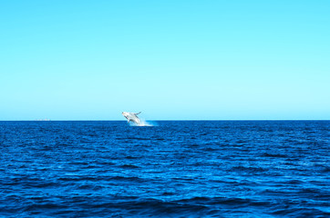 Humpback whale in Brazil