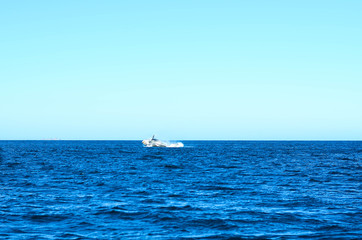 Humpback whale in Brazil