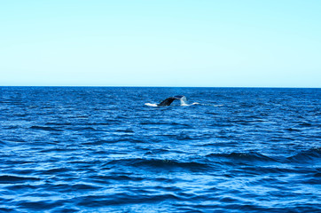 Fototapeta premium Humpback whale in Brazil