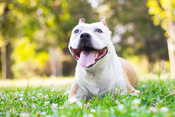 Portrait of a happy dog in the city park. Happy dog lying down at the grass