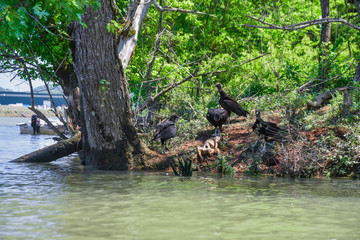 Black Vultures While Paddling the Tennessee River in Knoxville, TN  - obrazy, fototapety, plakaty