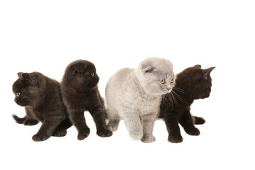 Obraz premium Three black and one grey british kittens isolated on white background