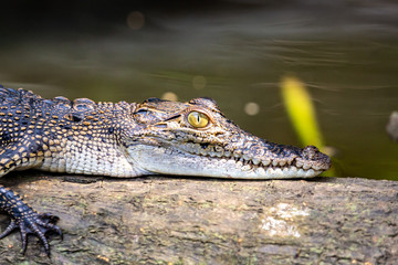 Ein entspanntes Krokodiel auf einem Baumstamm in den Mangroven von Sri Lanka