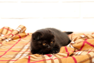 Black british shorthair kitten on plaid background. Top view