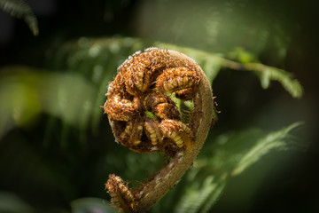 Unfurling New Zealand silver fern frond against a natural bush background