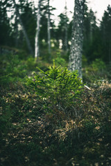 Small spruce by the forest