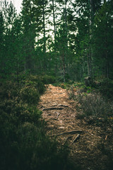 Green forest trail in the evening