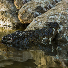 crocodile in its natural habitat