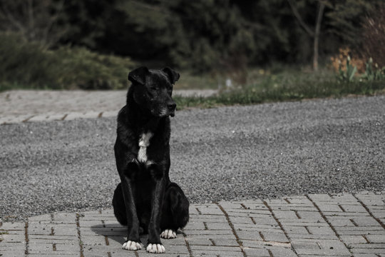 Black homeless dog is seet on pavement. Selective focus.