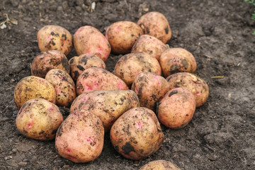 Freshly dug potatoes lies on the ground. Selective focus. Organic food theme.