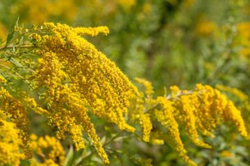 Close up view of yellow canada goldenrod (Solidago canadensis) flowers. Blurred meadow in the background. Selective focus. Copy space for your text.