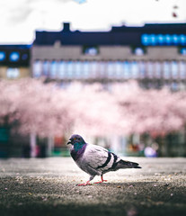 Pigeon walking with blooming chery trees in the background