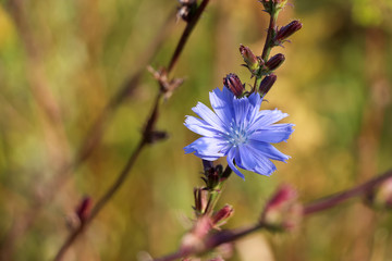 Close up view of blue chicory flower. Blurred green field in the background. Selective focus. Flower theme.