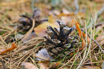 A small bump lies in the grass and leaves. Selective focus.
