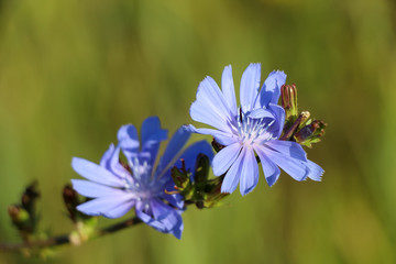 Close up view of blue chicory flower. Blurred green field in the background. Selective focus. Flower theme.