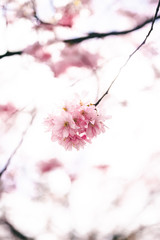 The flowers of the sakura - cherry trees