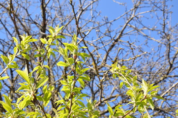 Spring background, fresh green tree leaves on blurred background