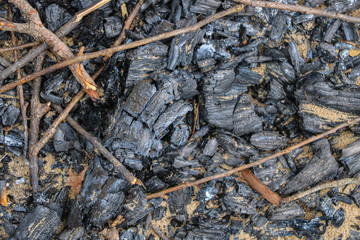 The remains of a burnt tree after a fire. Extinct fire. Selective focus.