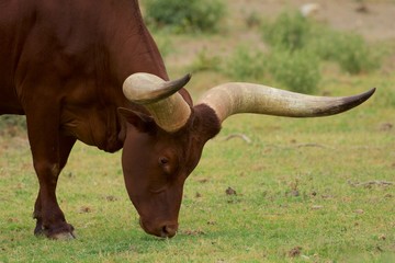 sizable reddish-brown bull with expansive, asymmetric, cream-colored horns, grazing on lush green...