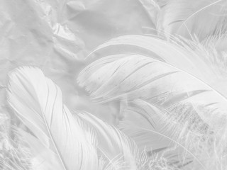 Obraz premium Beautiful abstract white feathers on white background and soft black feather texture on white pattern and light background, gray feather background, grey banners