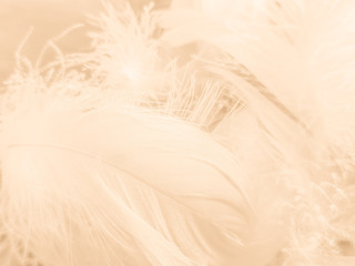 Obraz premium Piękne abstrakcyjne białe i brązowe pióra na białym tle i miękkie żółte pióro tekstury na białym wzorze i żółtym tle, tło pióro, banery złote pióra